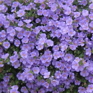 Bild von Bacopa P12 Bleu